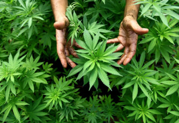 Museo interactivo de la marihuana en Las Vegas – El Digital de Asturias