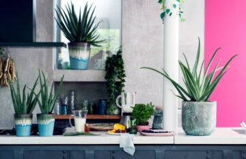 plantas de moda – El Digital de Asturias