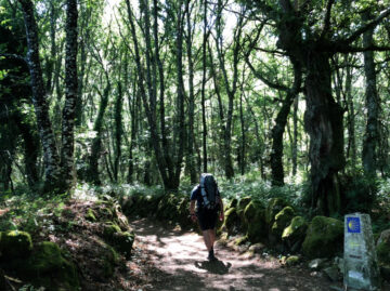 camino-santiago – El Digital de Asturias