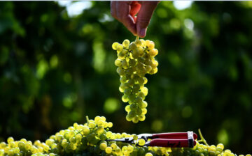 exportacion-vinos – El Digital de Asturias