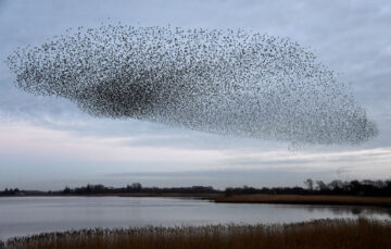 aves-dpa – El Digital de Asturias