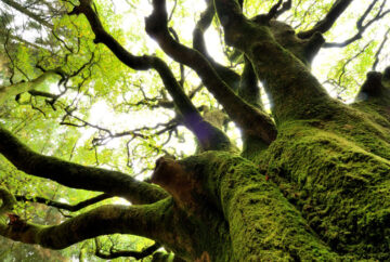 bosque-encantado-de-Broceliandia – El Digital de Asturias