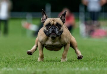 carreras-pug-Berlin – El Digital de Asturias