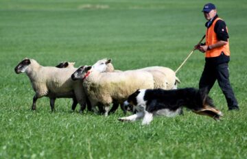 perros-pastores – El Digital de Asturias