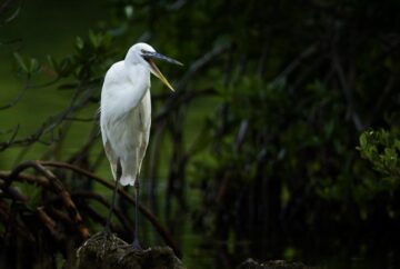 Parques-naturales-Florida – El Digital de Asturias