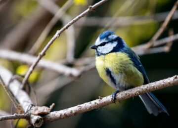 jardin-y-pajaros-hogar – El Digital de Asturias