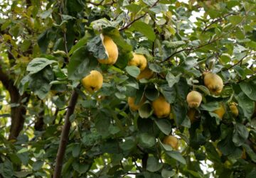 membrillo-jardin – El Digital de Asturias