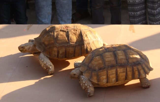 Carrera-tortugas-dpa – El Digital de Asturias