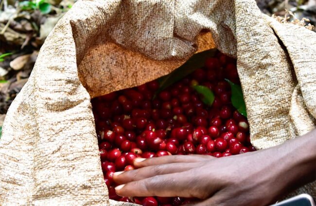 blog-ineffablecoffee-roasters-cafe-de-especialidad-4 – El Digital de Asturias