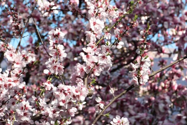 Primavera en Tesino
