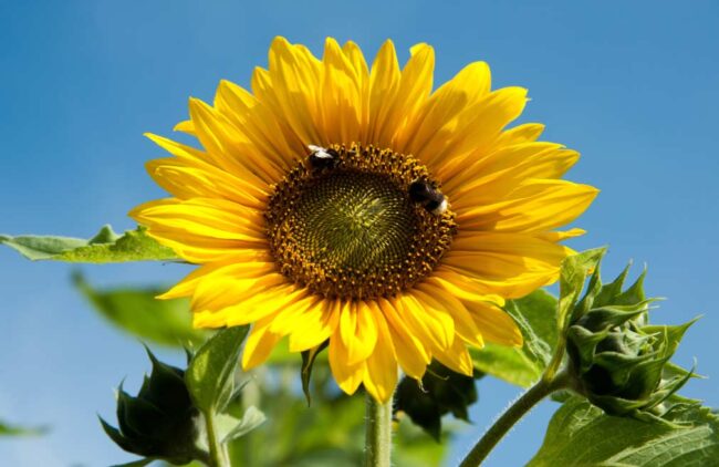 girasoles | Magazine 365 Asturias girasoles