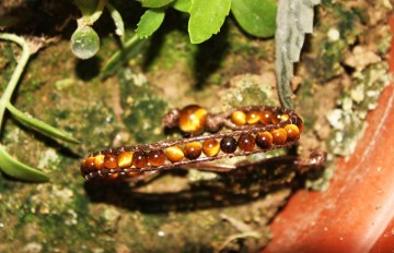 pulsera ojo de tigre