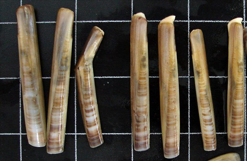 5695981w El Digital de Asturias