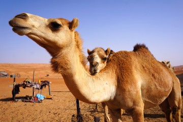 Die schöne Schläfrigkeit - Auf der Suche nach dem alten Oman