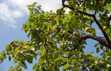 Partner fürs Leben gesucht ? Den passenden Hausbaum wählen