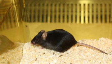 Del-olfato-de-los-ratones-al-diseno-de-narices-electronicas_image_380