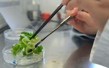 Eine Mitarbeiterin arbeitet in einem Labor im Institut für Pflanzenforschung...