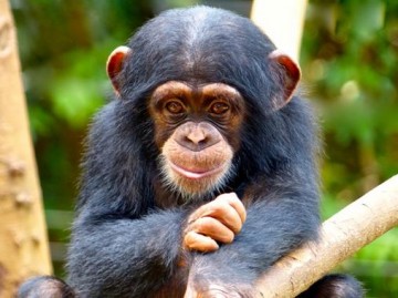 Los-chimpances-de-5-a-8-anos-se-contagian-del-bostezo-humano_image_380