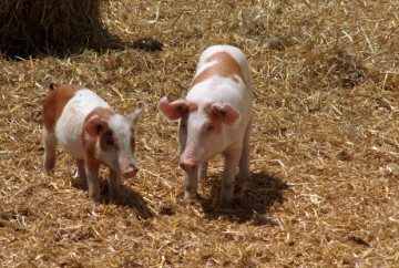 imagenes_cerdos_garte_14_7d0859f0