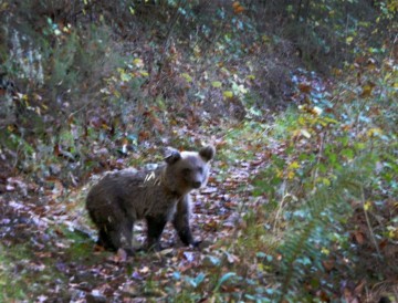 2013_11_29 Osa Molina 1