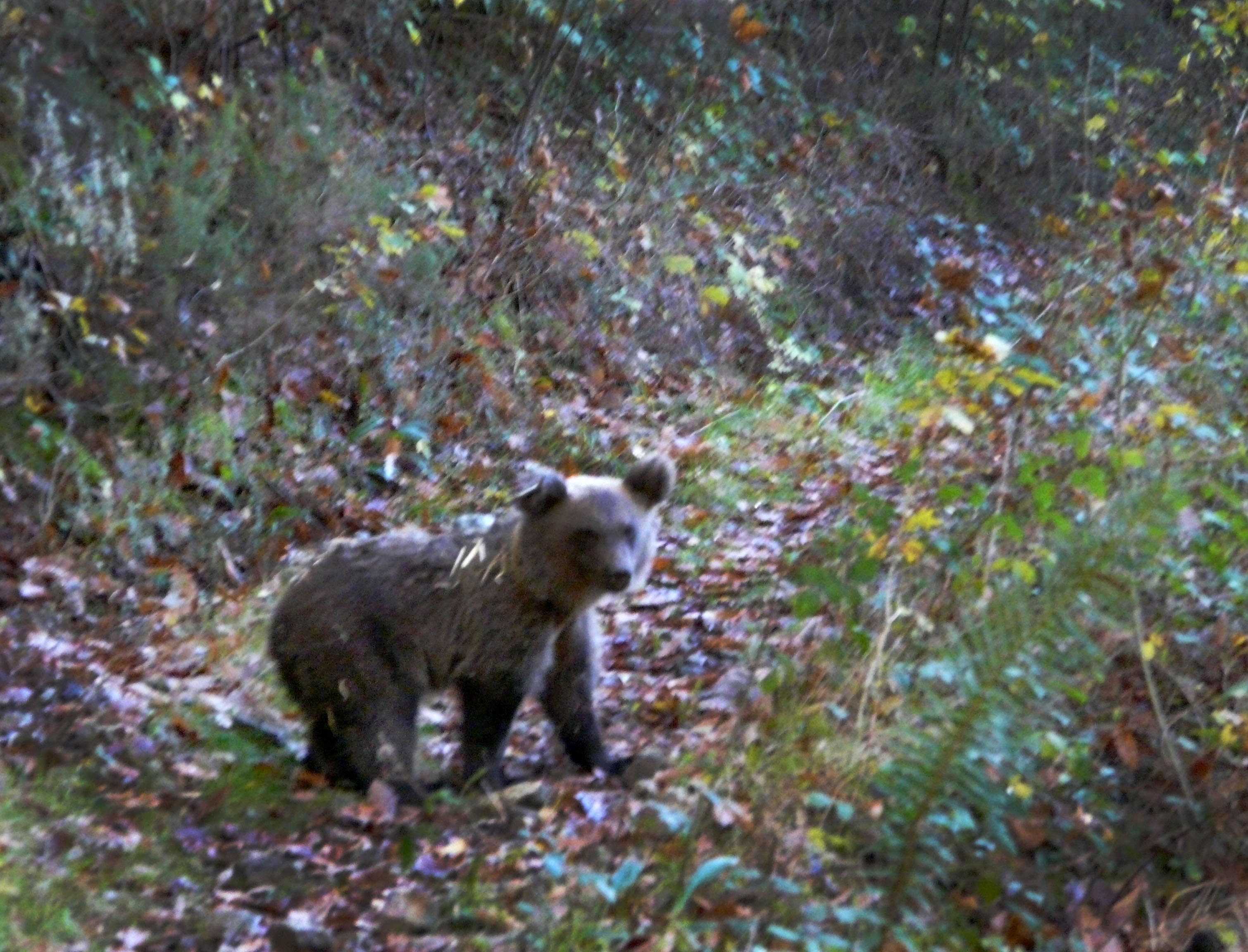 20131129 Osa Molina 1 El Digital de Asturias