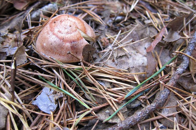 Comerse la naturaleza a bocados