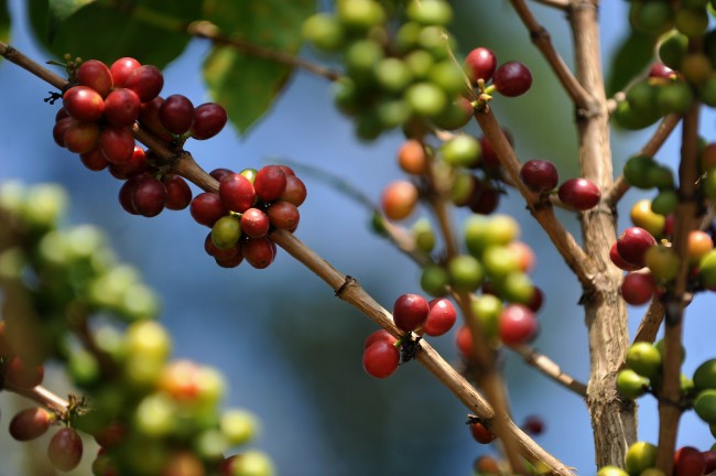 Coffee harvest in Quindio - Colombia