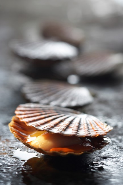 Hummer, Jakobsmuscheln & Co.: Edle Meeresfrüchte zum Fest