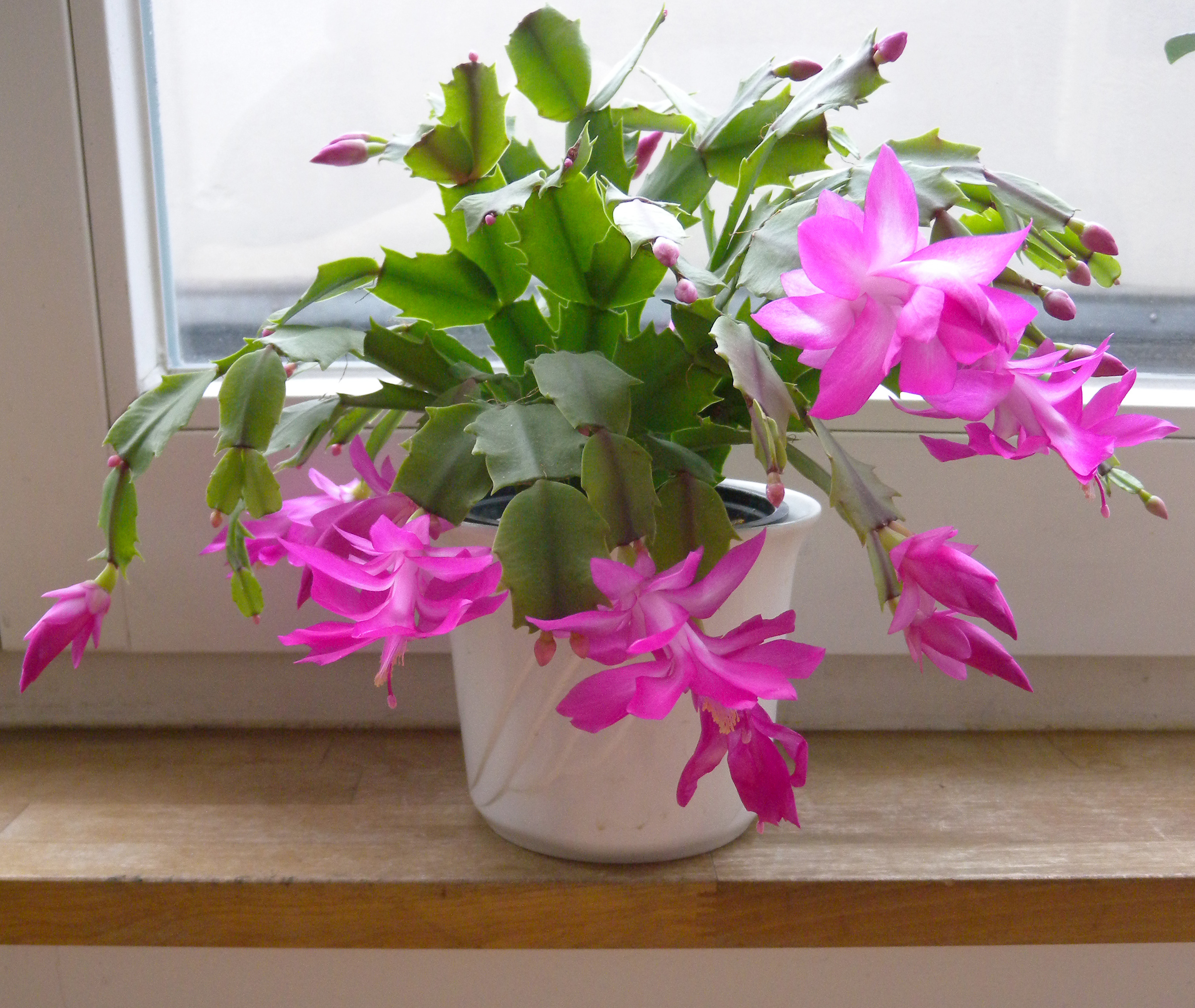 Kältetod im Wohnzimmer Winter macht Zimmerpflanzen zu schaffen El Digital de Asturias