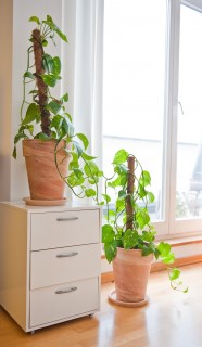 Kältetod im Wohnzimmer - Winter macht Zimmerpflanzen zu schaffen