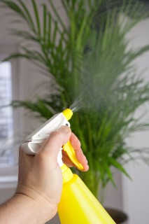 Kältetod im Wohnzimmer - Winter macht Zimmerpflanzen zu schaffen