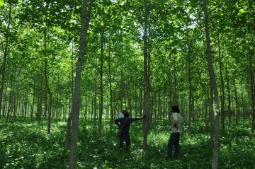 LA_GMELINA_UNA_ESPER_36334992