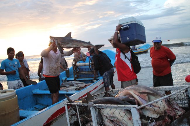 Shark fishing in Nicaragua