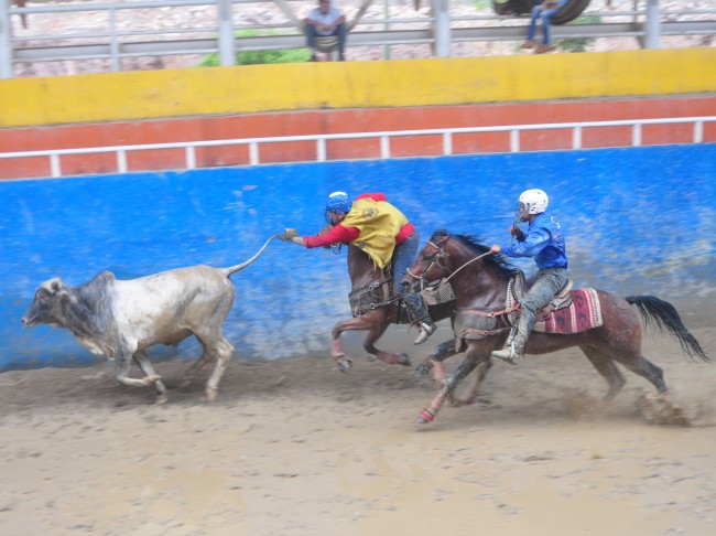 Traditional Venezuelan sport of coleo practised in Barquisimeto