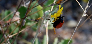 biodiversidad-u351-fr