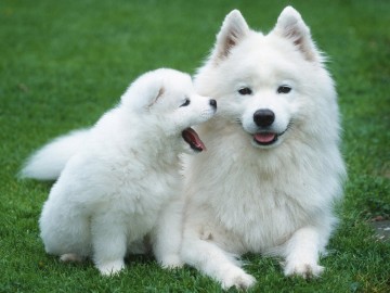 cachorros-de-perro-1