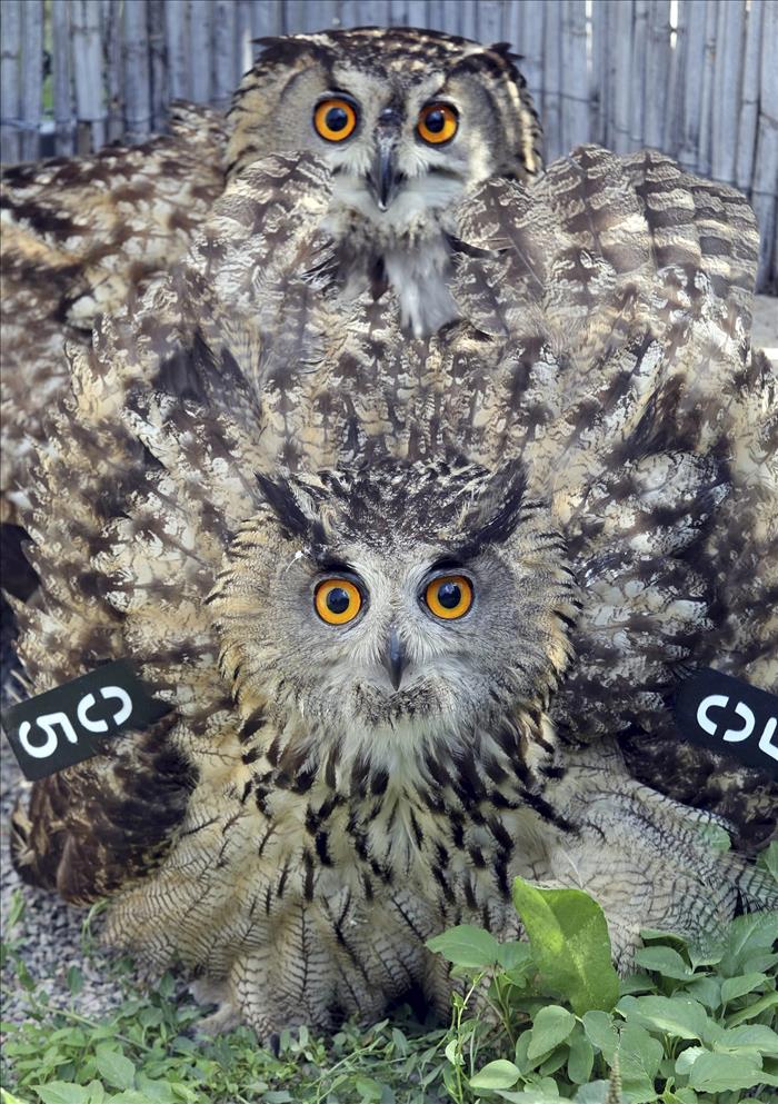 5784744w El Digital de Asturias