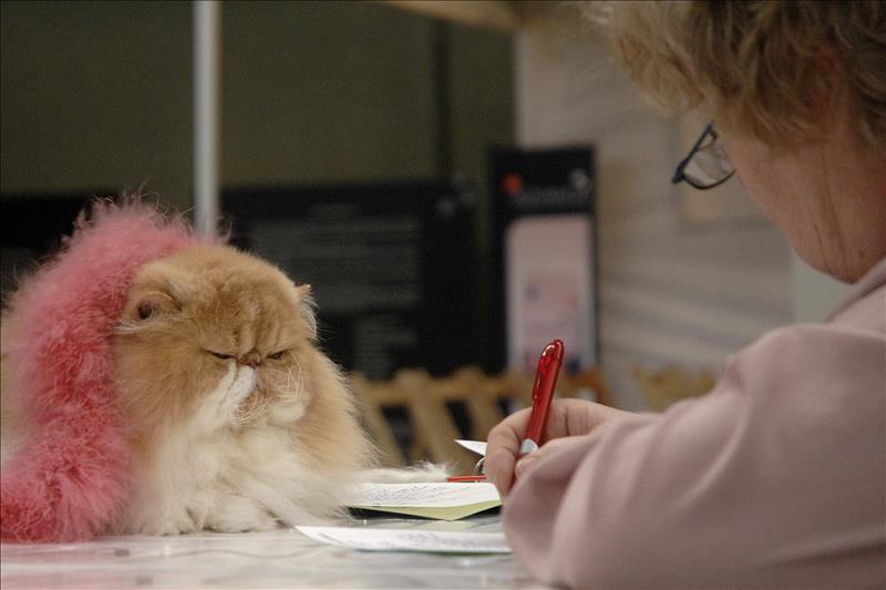 Fechan la domesticación de los gatos hace 5.300 años en China