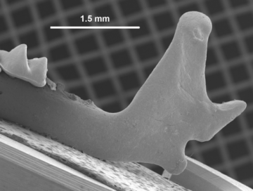 Hallan-en-Atapuerca-una-musarana-propia-del-Pleistoceno-Inferior_image_380