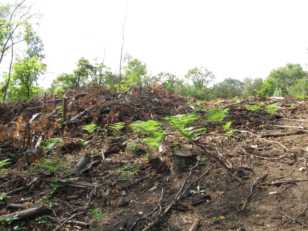 Tala cast El Digital de Asturias