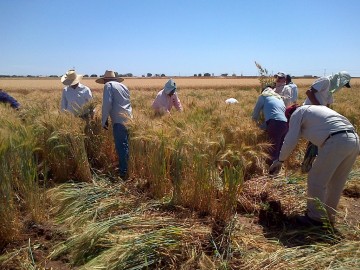 Feature sobre sobre mejoramiento del trigo desde un centro de investigación en México