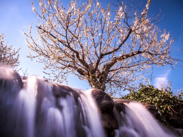 Ein Meer aus Weiß und Rosa: Kirschblüte im Valle del Jerte