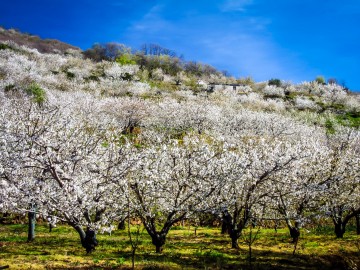 Ein Meer aus Weiß und Rosa: Kirschblüte im Valle del Jerte