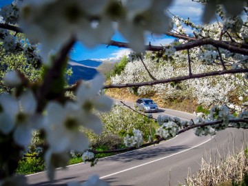 Ein Meer aus Weiß und Rosa: Kirschblüte im Valle del Jerte