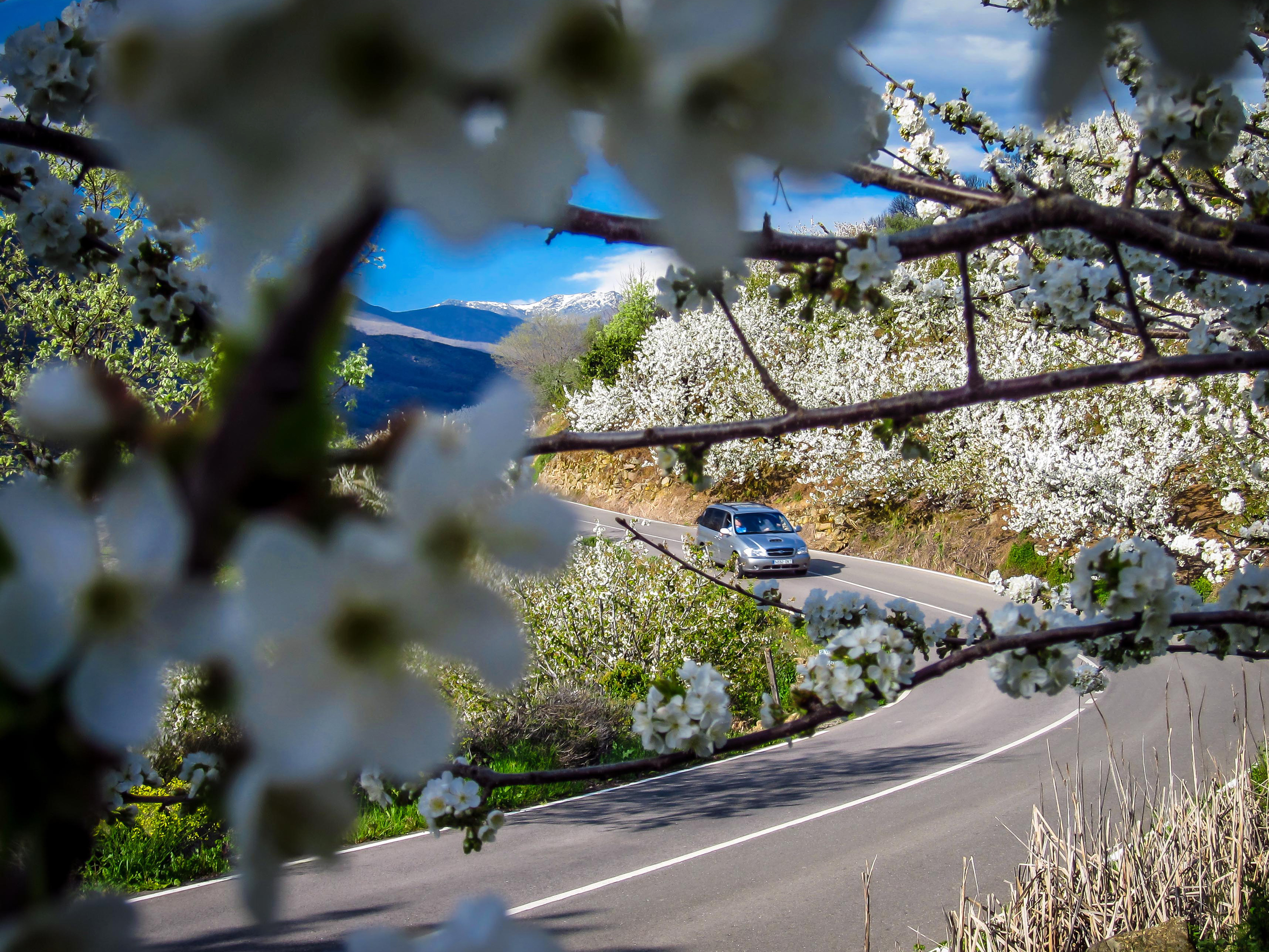 Ein Meer aus Weiß und Rosa Kirschblüte im Valle del Jerte El Digital de Asturias