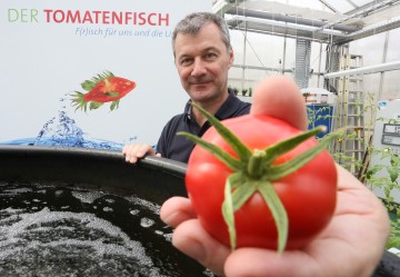 Tomato Fish Farm