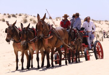 Una romería con bueyes y caballos