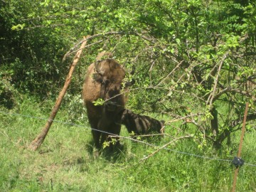 Bisonte en Parque Prehistoria Teverga