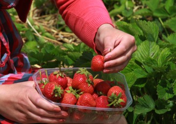 Recomendaciones para el cultivo de fresas