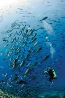 Diez espectaculares sitios de buceo en el mundo